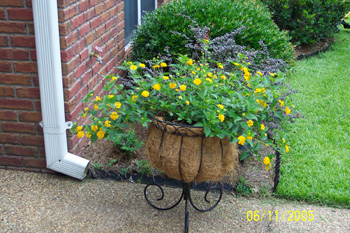 Lantana in June